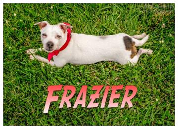 Featured Dog: Frazier