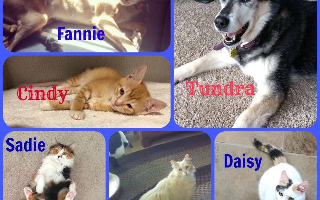AARFily Ever After – Daisy, Coco, Tundra, Cindy, Fannie, and Sadie